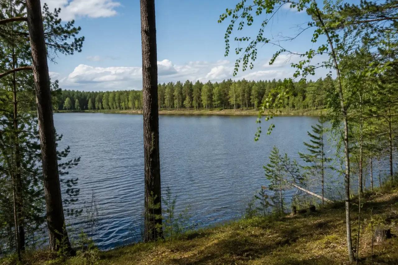 Мариинское водохранилище — сосны у воды